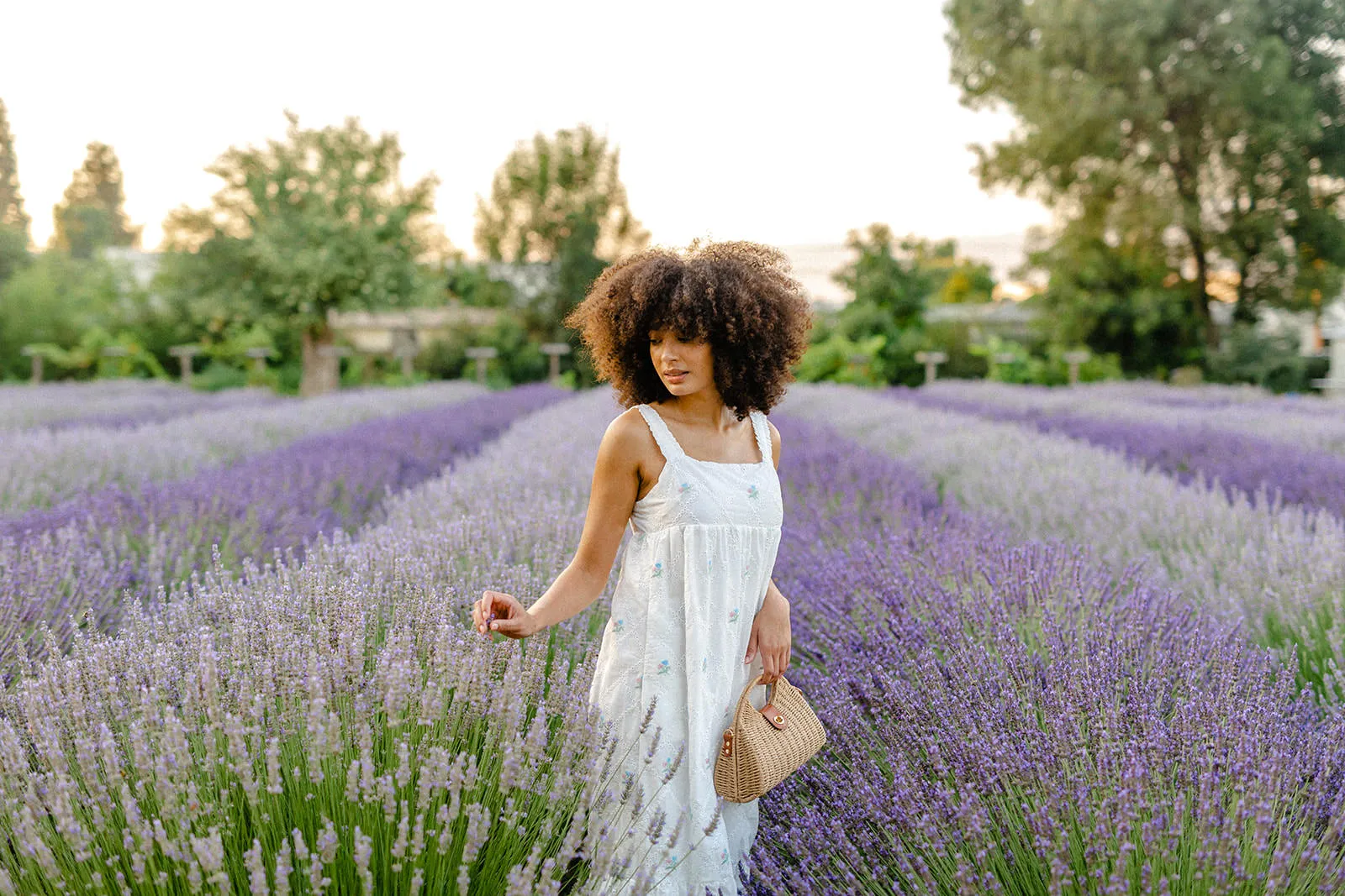 Alondra Embroidered Eyelet Dress