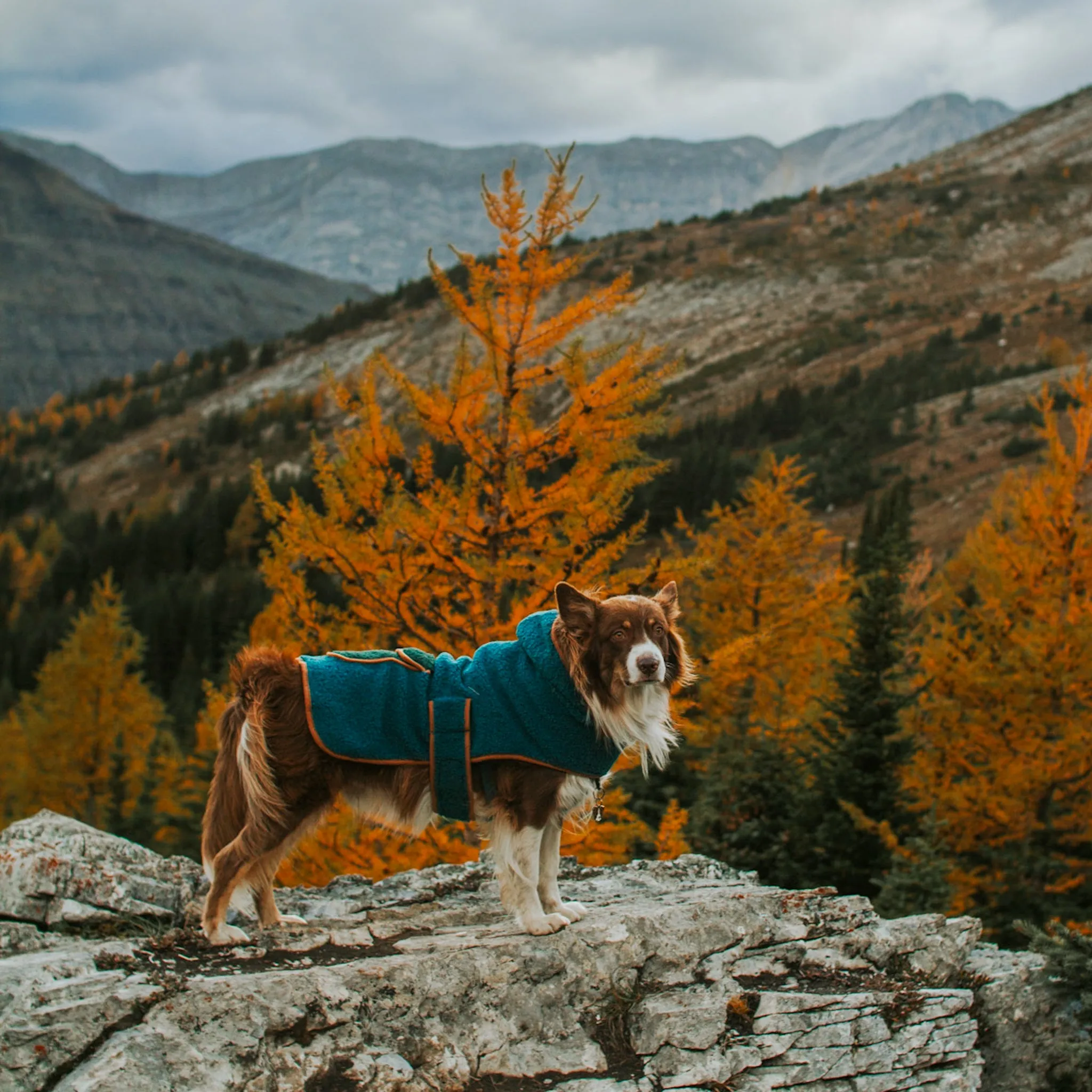 Sherpa Jacket